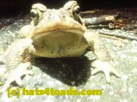/home//u458753944/public_html/sourcegallery///Roxborough Toad Detour/2024/2024-02-28/P2281323.JPG